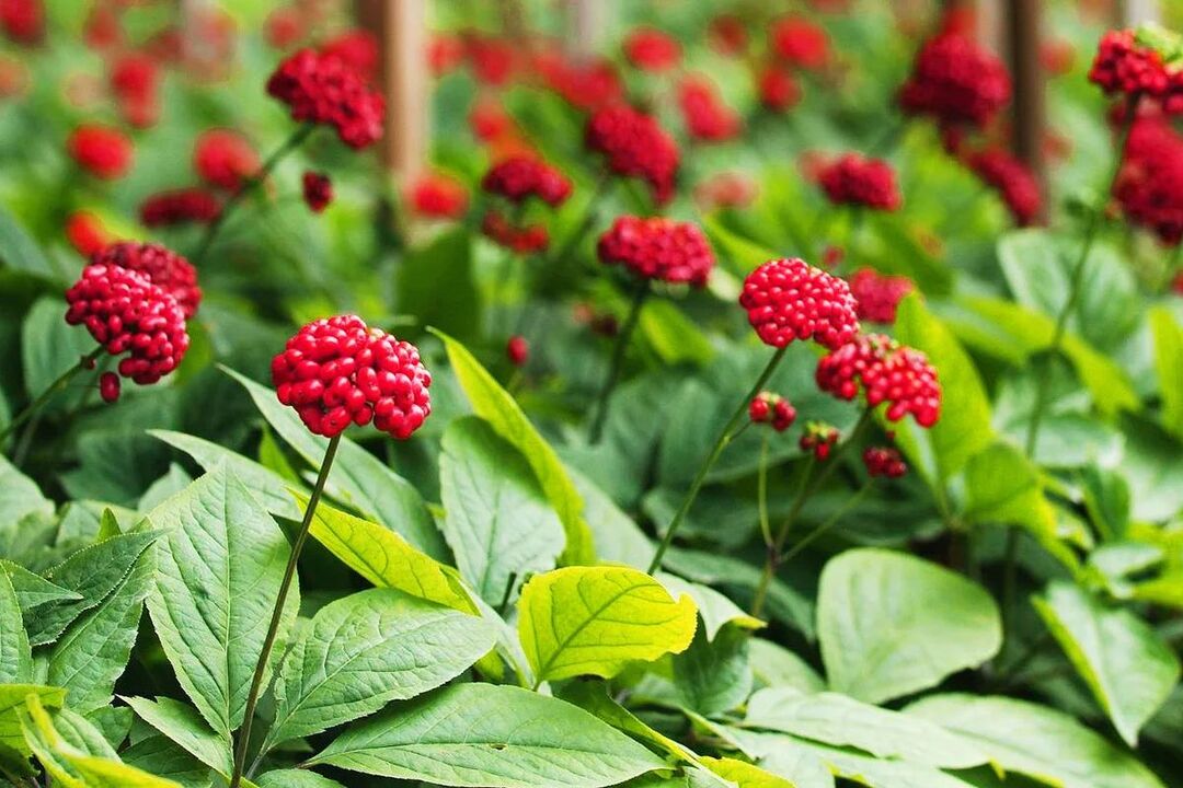 herbe médicinale de ginseng pour la puissance